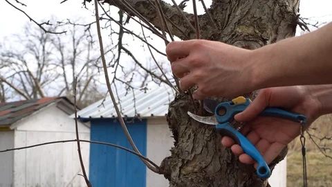 Man cuts unnecessary branches from tree. Cleaning tree. Garden care. Video stock 125808358