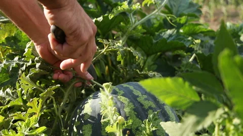 A man cuts a watermelon. Stock Footage 242871199
