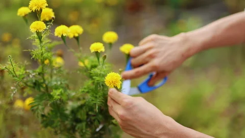 A man cuts off a yellow flower bud in the garden. close up Stock Footage 260340663