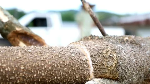Man cutting and pruning tree branches and trunks with a chainsaw machine Cutting 스톡 동영상 336569906