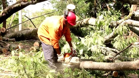 Man Cutting and Removing fallen trees Stock Footage 119393194