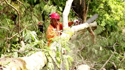 Man Cutting and Removing Fallen Trees Stock Footage 119398278