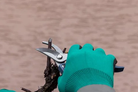 Man cutting branch of vine using secateurs. Stock Photos