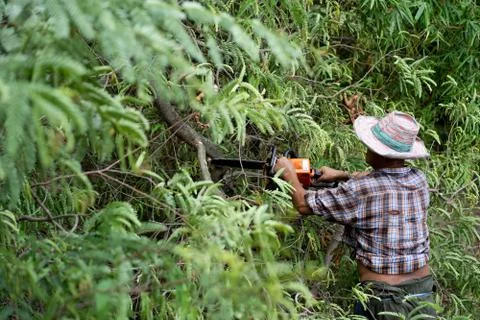 Man cutting branches of fallen trees Stock Photos
