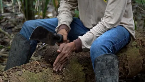 Man cutting brazil nuts coconut with machete in the Amazon rainforest. Stock Footage 128778550