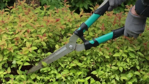 Man cutting bushes with garden shears. Gardening and cleaning. Nature and care Stock Footage 310869812