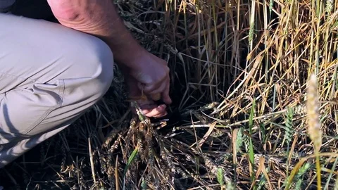Man cutting corn. Stock Footage 78686429