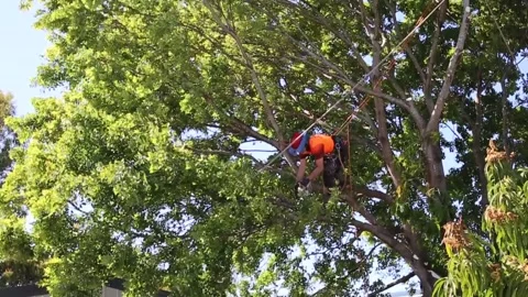Man cutting down a big tree Stock Footage 160872538
