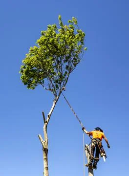 Man cutting down a big tree Stock Photos