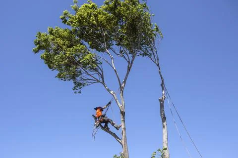 Man cutting down a big tree Stock Photos