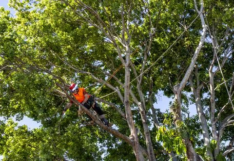 Man cutting down a big tree Foto stock