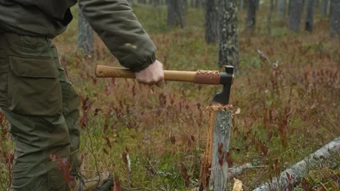 Man cutting down an old tree in the forest Видео 296244997