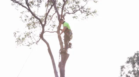 Man cutting down tree Stock Footage 39845837