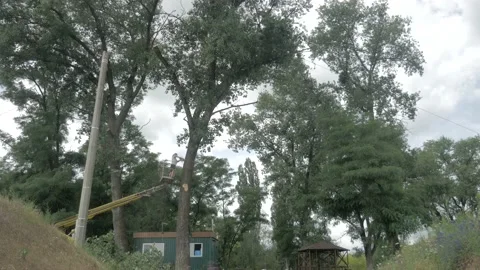 Man cutting down a tree Stock Footage 194795764
