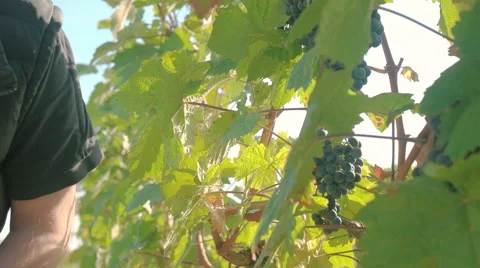 Man cutting down wine grapes, fast tempo Stock Footage 58324307