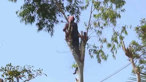Man Cutting Eucalyptus Tree Branches Stock Footage 233021429