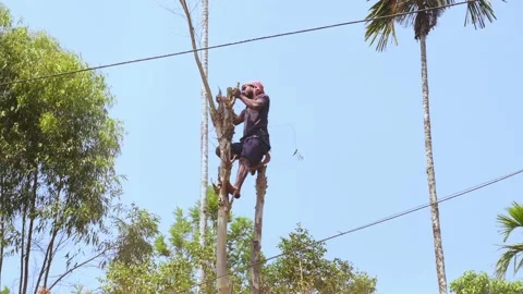 Man Cutting a Eucalyptus Tree Branches Stock Footage 233021450