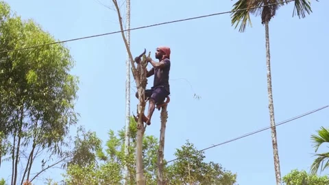 Man Cutting Eucalyptus Tree Branches Stock Footage 233021480