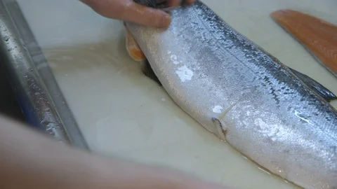 Man cutting a fish into fillets Stock Footage 104867943