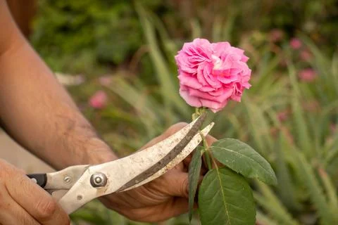 Man cutting a flower with tree scissors Stock Photos