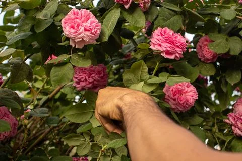 Man cutting flowers tree with tree scissors Stock Photos
