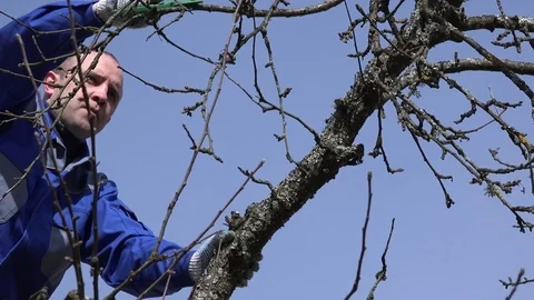 Man is cutting fruit tree twigs with trimmer in garden on a beautiful spring day Stock Footage 72865594