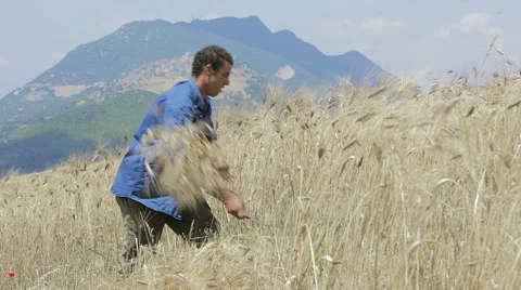 Man cutting grain fields in Italy Stock Footage 40298270