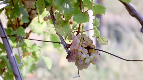 Man cutting grapes in vineyard during harvest in carso karst Video stock 233887475