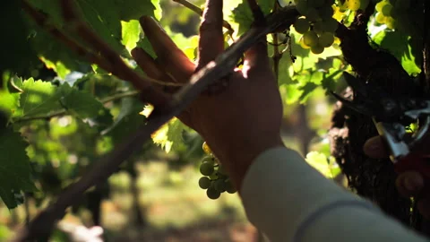 Man cutting grapes from vineyard during harvest in autumn in carso, karst 스톡 동영상 233892956
