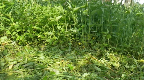 Man cutting the grass Stock Footage 63550467