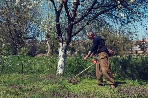Man cutting grass under blooming tree Stock Photos