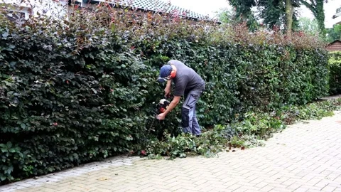 Man cutting hedge with engine trimmer, sound, gardening Stock Footage 202203407