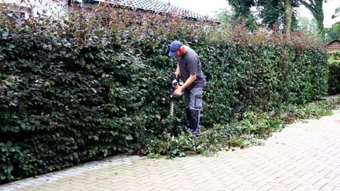 Man cutting hedge with engine trimmer, sound, gardening Stock Footage 202208020