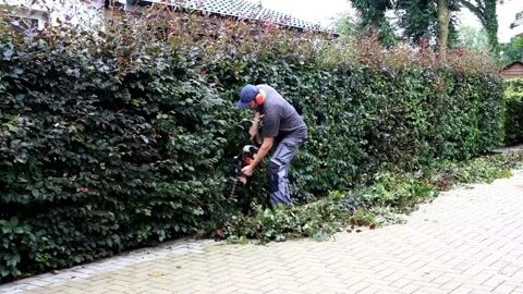Man cutting hedge with engine trimmer, sound, gardening Stock Footage 203393219