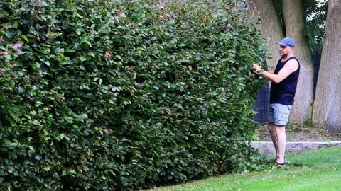 Man cutting hedge with engine trimmer, zoom in,  gardening Stock Footage 226970096