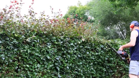 Man cutting hedge with engine trimmer, gardening Stock Footage 246297363