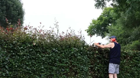 Man cutting hedge with engine trimmer, gardening Video stock 246314933