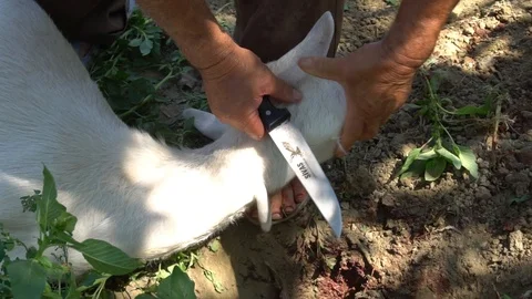 A Man Is Cutting Lamb or Sheep 库存影片 96639142