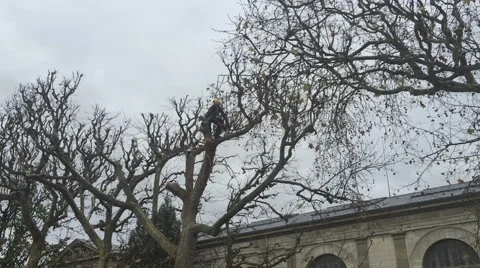 Man cutting leafless tree when big chunk of wood falls down Stock Footage 59151237