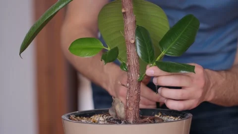 Man cutting offshoot on ficus 库存影片 130875614