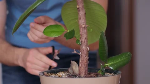 Man cutting offshoot on ficus 스톡 동영상 130876097
