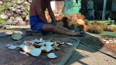 Man cutting out the interior of the coconut in the coconut farm, Stock Footage 205545037
