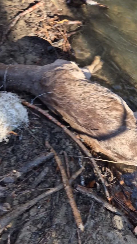 Man cutting plastic netting from exhausted fallow deer after rescue Stock Footage 330266500