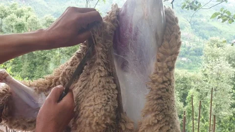 Man cutting sheep meat Stock Footage 247115777