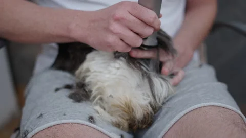 Man cutting small guinea pig hair using shaver at home. Unrecognizable man Stock Footage 221236952