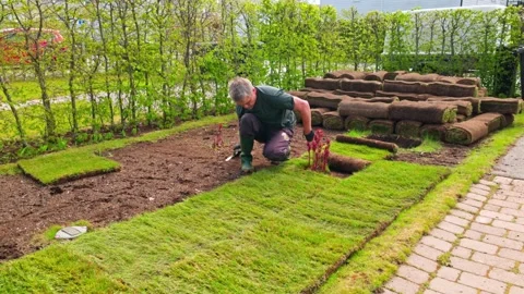 Man cutting sod roll with knife to lay grass around sprouting peony bush during Stock Footage 309427798