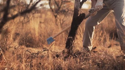 Man cutting tree with axe in the field. Orange Vidéo 122760816