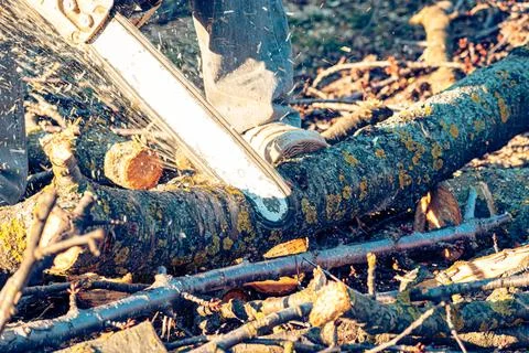 Man cutting a tree branch with chainsaw Stock Photos