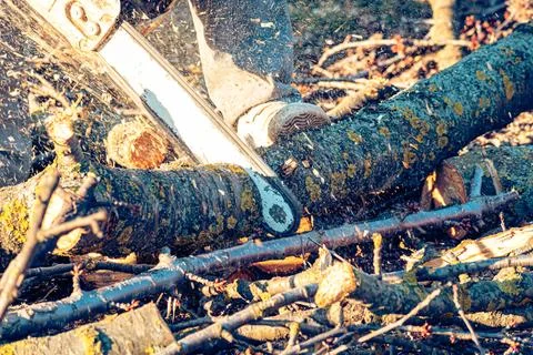 Man cutting a tree branch with chainsaw Stock Photos