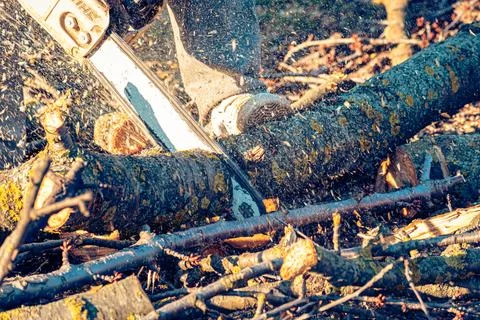 Man cutting a tree branch with chainsaw Stock Photos